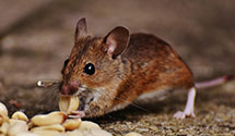 24 Hour & Emergency Exterminators in Usaf Academy, CO